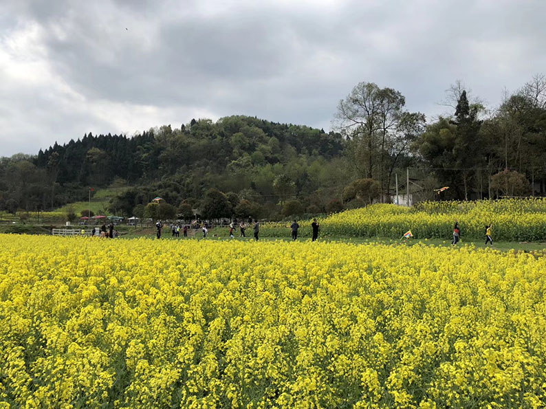 农场油菜花海