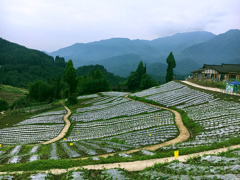 28-千亩蔬菜基地