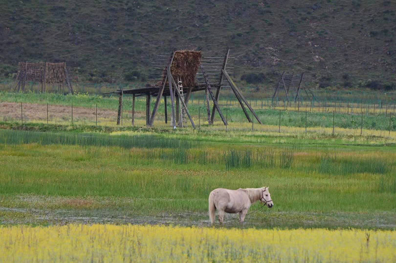 呀啦嗦马术营地2