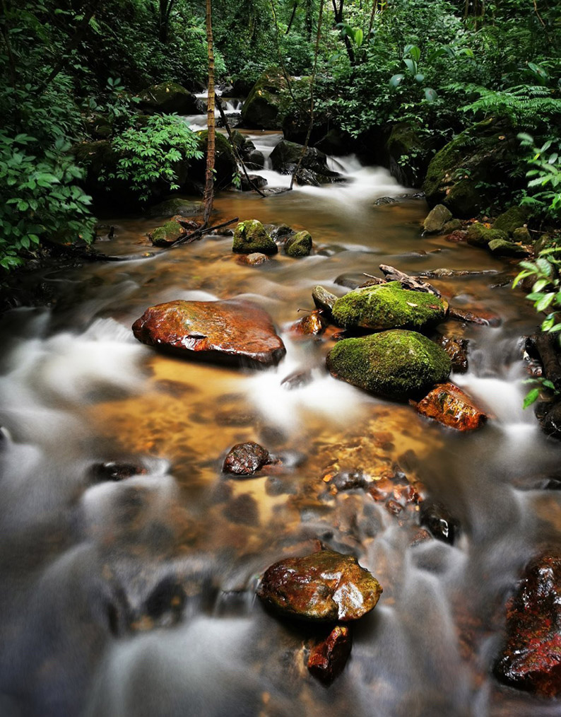 莫里热带雨林景区