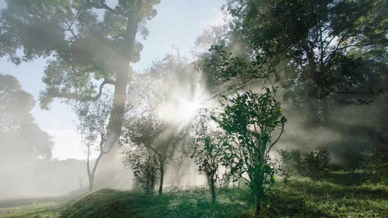 普洱景迈山古茶林景区1